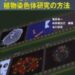 クロモソーム ─植物染色体研究の方法─